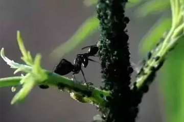 蚜虫分泌物吸引蚂蚁