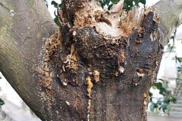发现木屑状虫状树体
