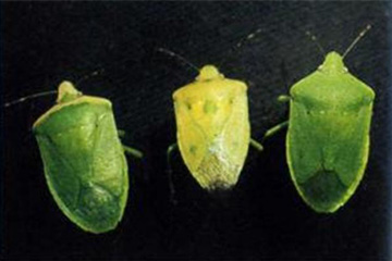 稻绿蝽（黄肩型、黄翅型、全绿型）