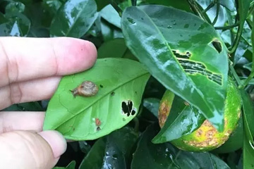 蜗牛正在危害叶片和果子