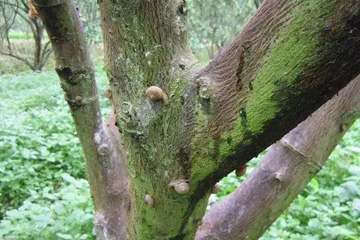 蜗牛沿树干上爬，停留在茎和叶片背面