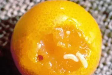柑橘果实蝇幼虫危害症状