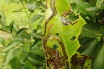 柑橘潜叶甲和潜叶蛾的危害症状区别
