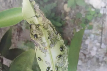 幼虫危害状：幼虫背上有粪便粘液,污染嫩叶致变黑