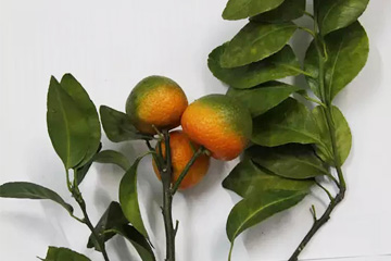 柑橘黄龙病症状1：红鼻子果