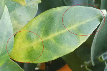 柑橘黄龙病症状2：不对称斑驳型，黄绿相间