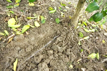 脚腐病治疗方法：沿着树冠开沟，对准根最密集的部位浇施