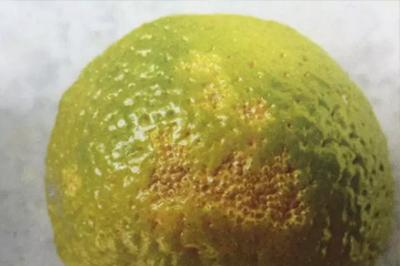 未成熟的果实感染油斑病，则不能正常着色，往往会留下一些绿色或浅黄色区域