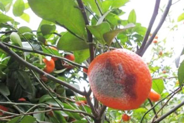 柑橘绿霉病危害树上果子
