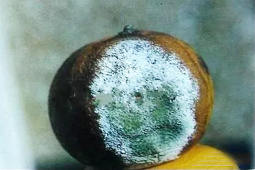 柑橘绿霉病危害采摘后的果子