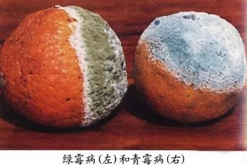 柑橘青霉病和绿霉病区别