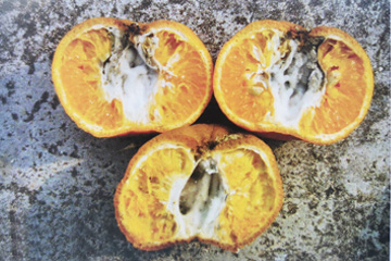 柑橘黑色蒂腐病危害症状3