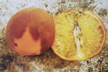柑橘黑色蒂腐病危害症状2