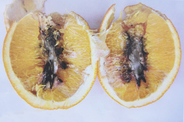 柑橘黑色蒂腐病危害症状1