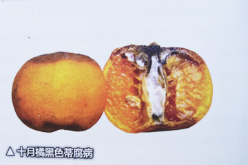 十月橘感染黑色蒂腐病危害症状