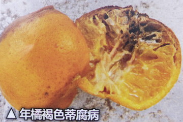 年橘感染褐色蒂腐病危害症状