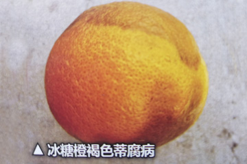 冰糖橙感染褐色蒂腐病危害果面图