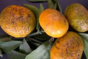 柑橘树脂病：黑点型