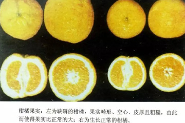 柑橘缺磷果实表现