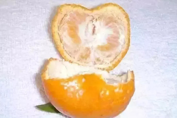 柑橘缺锌引起果实枯水