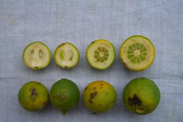 果实横切面，可以看到白色的中果皮和果心有黄色或黄褐色胶状物