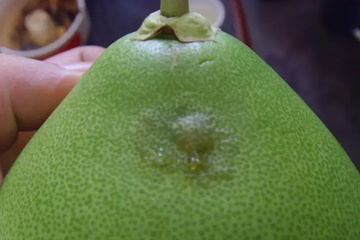 柚子缺硼症状：初期呈水浸状中间稍微凸起，并伴有流胶现象