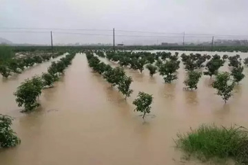 柑橘园被水淹了