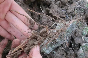 水稻田土壤板结，积水沤根，须根少、脱皮