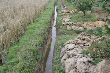 水稻田，一定要开好排水沟，而且把果盘抬高，提高土层，降低水位