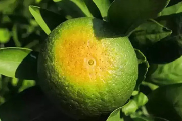 柑橘日灼果图片