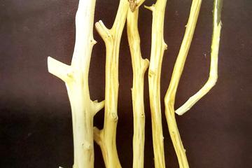 柑橘衰退病茎陷沟：剥开主干或枝条的树皮，木质部有明显的凹陷条沟，枝条极易折断
